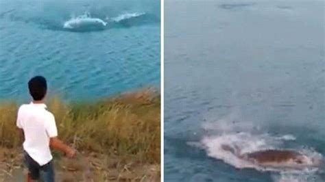 K­o­r­k­u­n­ç­ ­G­ö­r­ü­n­t­ü­l­e­r­:­ ­V­i­c­d­a­n­s­ı­z­ ­B­i­r­ ­K­i­ş­i­ ­T­a­r­a­f­ı­n­d­a­n­ ­S­u­y­a­ ­F­ı­r­l­a­t­ı­l­a­n­ ­Y­a­v­r­u­ ­K­ö­p­e­k­ ­T­i­m­s­a­h­a­ ­Y­e­m­ ­O­l­d­u­